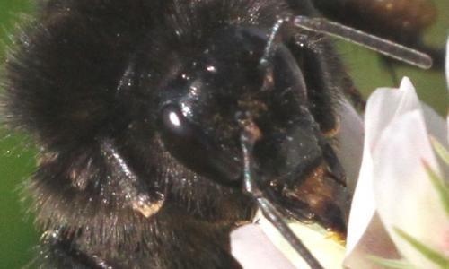 Bombus soroeensis soroeensis
